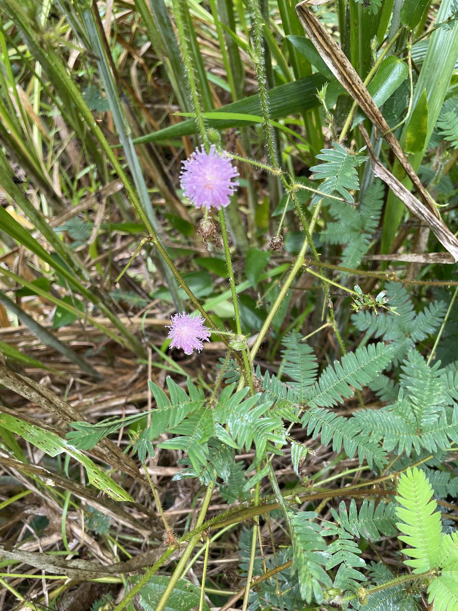 Mimosa pudica